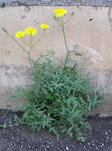 Sonchus tenerrimus