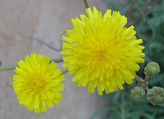 Capítulos de Sonchus tenerrimus