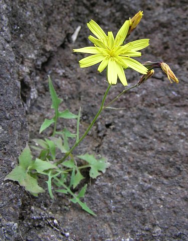 Sonchus tuberifer