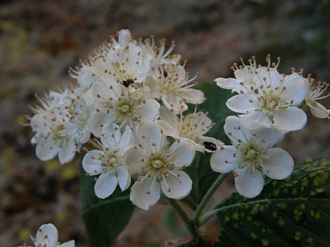 Sorbus aria