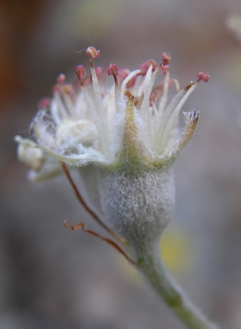 Sorbus aria