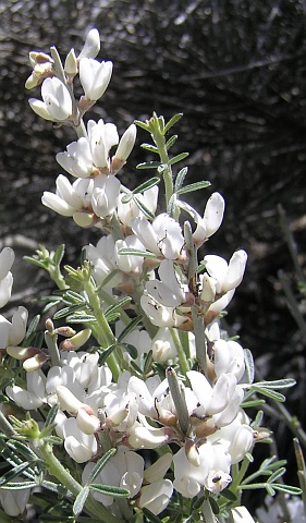 Spartocytisus supranubius