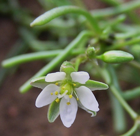 Spergula fallax