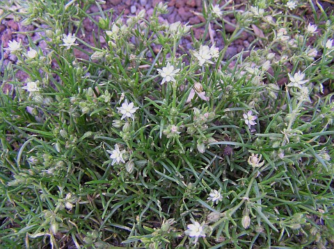 Spergularia bocconei