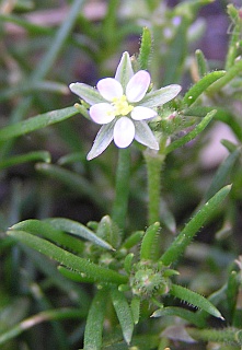 Spergularia bocconei