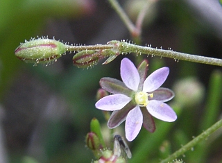 Spergularia diandra