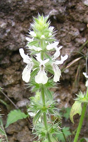 Stachys ocymastrum