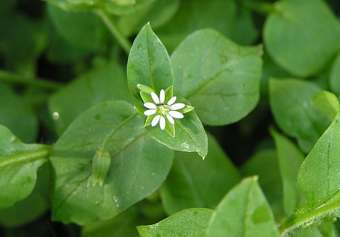 Stellaria media