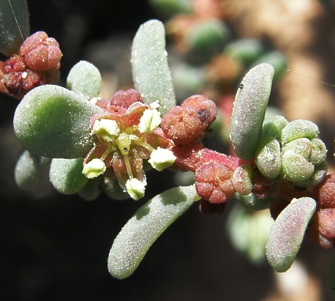 Flor de Suaeda mollis