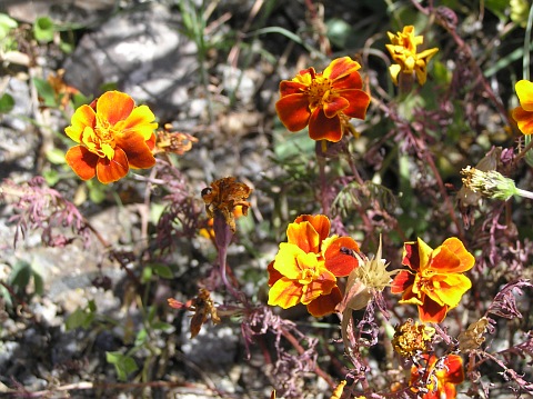 Tagetes patula