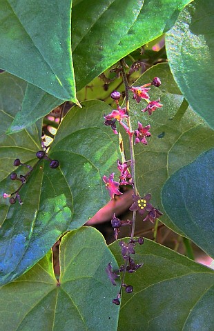 Inflorescencia de Tamus edulis