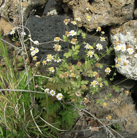 Tanacetum parthenium