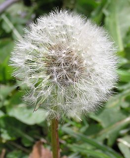 Frutos de Taraxacum officinale