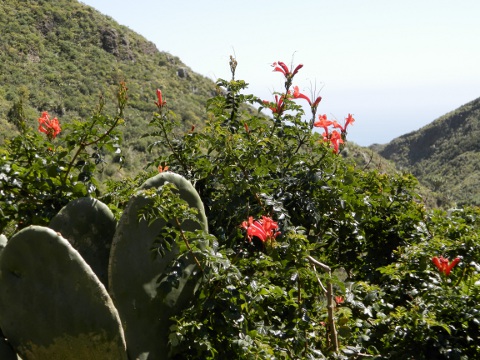 Tecomaria capensis