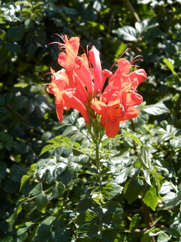 Tecomaria capensis