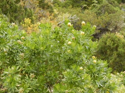 Teline pallida ssp.gomerae