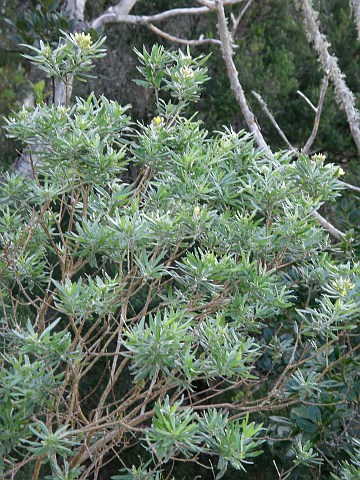 Teline pallida ssp. pallida