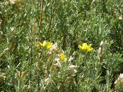 Teline rosmarinifolia