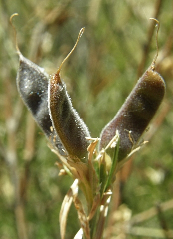 Frutos de Teline rosmarinifolia