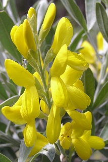 Flores de Teline stenopetala