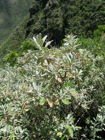 Teucrium heterophyllum ssp.brevipilosum