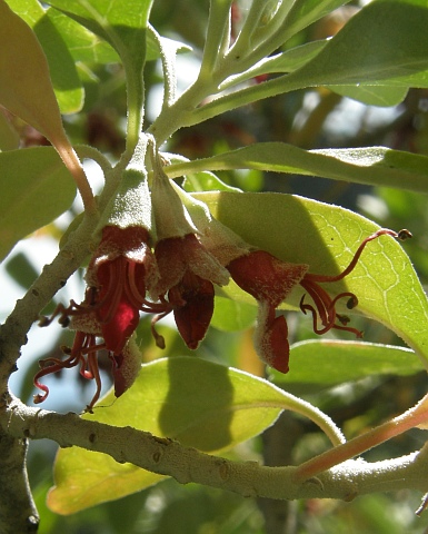 Teucrium heterophyllum ssp.brevipilosum