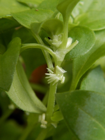 Theligonum cynocrambe