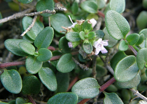 Thymus origanoides