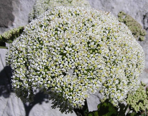 Inflorescencia de Tinguarra cervariaefolia