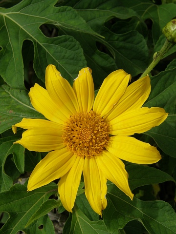 Tithonia diversifolia