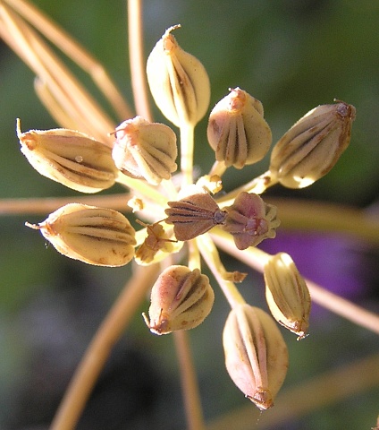 Todaroa aurea