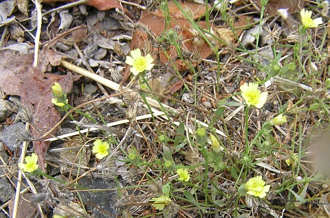 Tolpis barbata