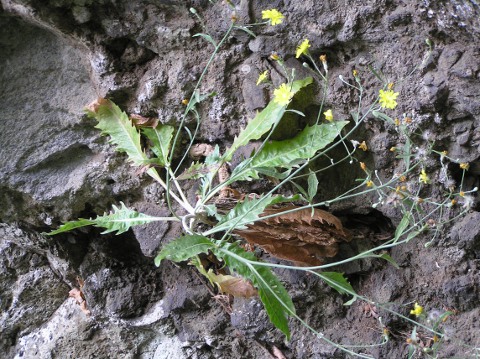 Tolpis crassiuscula