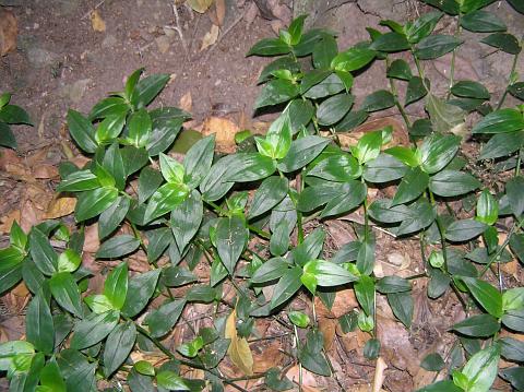 Tradescantia fluminensis