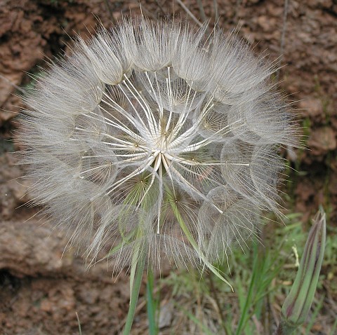 Tragopogon porrifolius