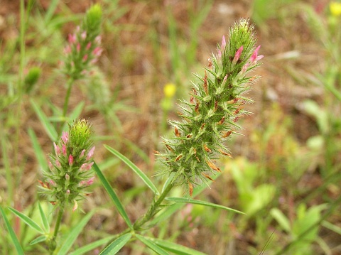 Trifolium angustifolium