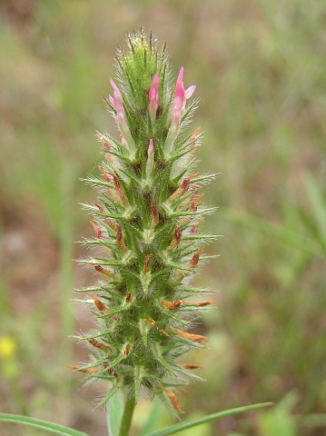 Trifolium angustifolium