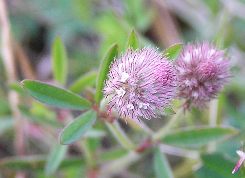 Trifolium arvense