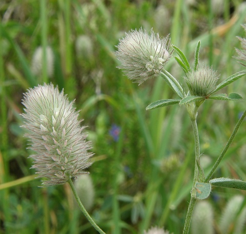 Trifolium arvense