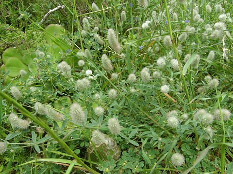 Trifolium arvense