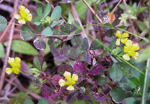 Trifolium dubium