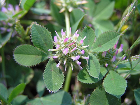 Trifolium glomeratum