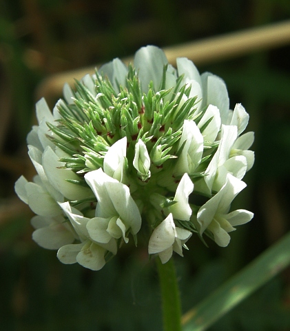 Trifolium repens