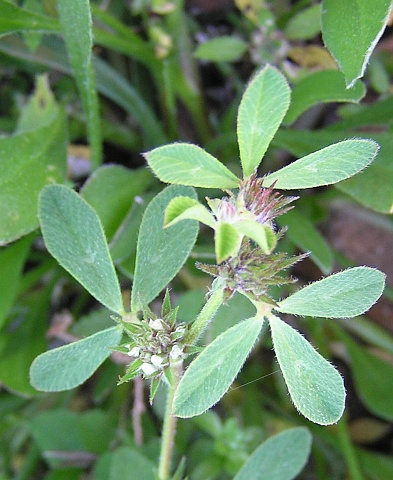 Trifolium scabrum