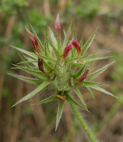 Trifolium stellatum