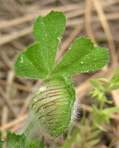 Trifolium stellatum