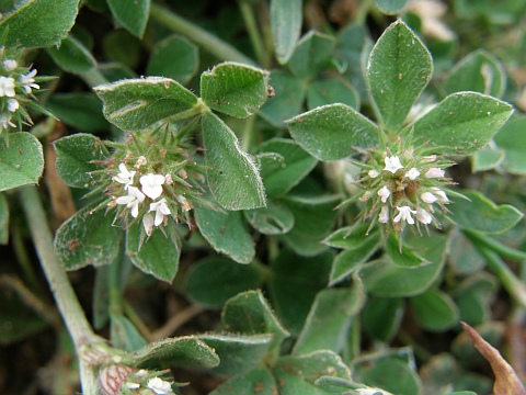 Trifolium striatum