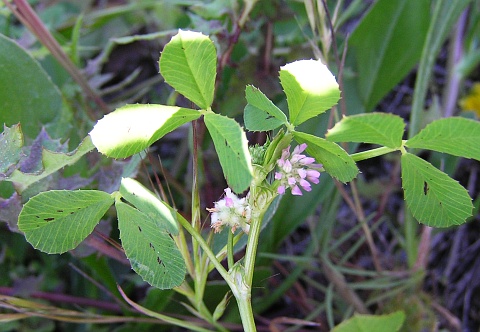 Trifolium tomentosum