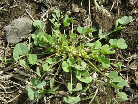 Trigonella stellata