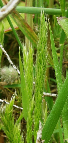 Trisetum paniceum